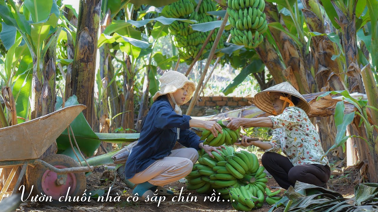Món bánh từ chuối laba - Banana Cakes